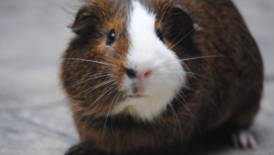 Guinea Pig High Quality Wallpapers