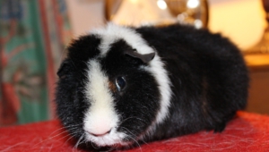 Guinea Pig Wallpapers Hd