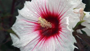Hibiscus Free Hd Wallpapers
