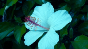 Hibiscus Hd Background
