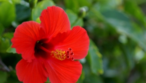 Hibiscus High Definition Wallpapers