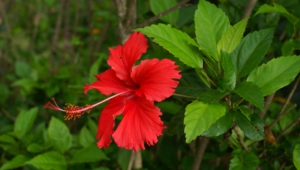 Hibiscus Wallpapers Hq