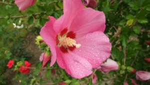 Hibiscus Wallpapers And Backgrounds