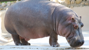 Hippopotamus Background