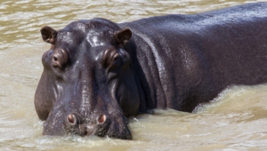 Hippopotamus Computer Backgrounds