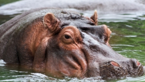 Hippopotamus Desktop Images