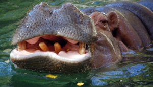 Hippopotamus Desktop Wallpaper