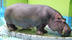 Hippopotamus Free Hd Wallpapers
