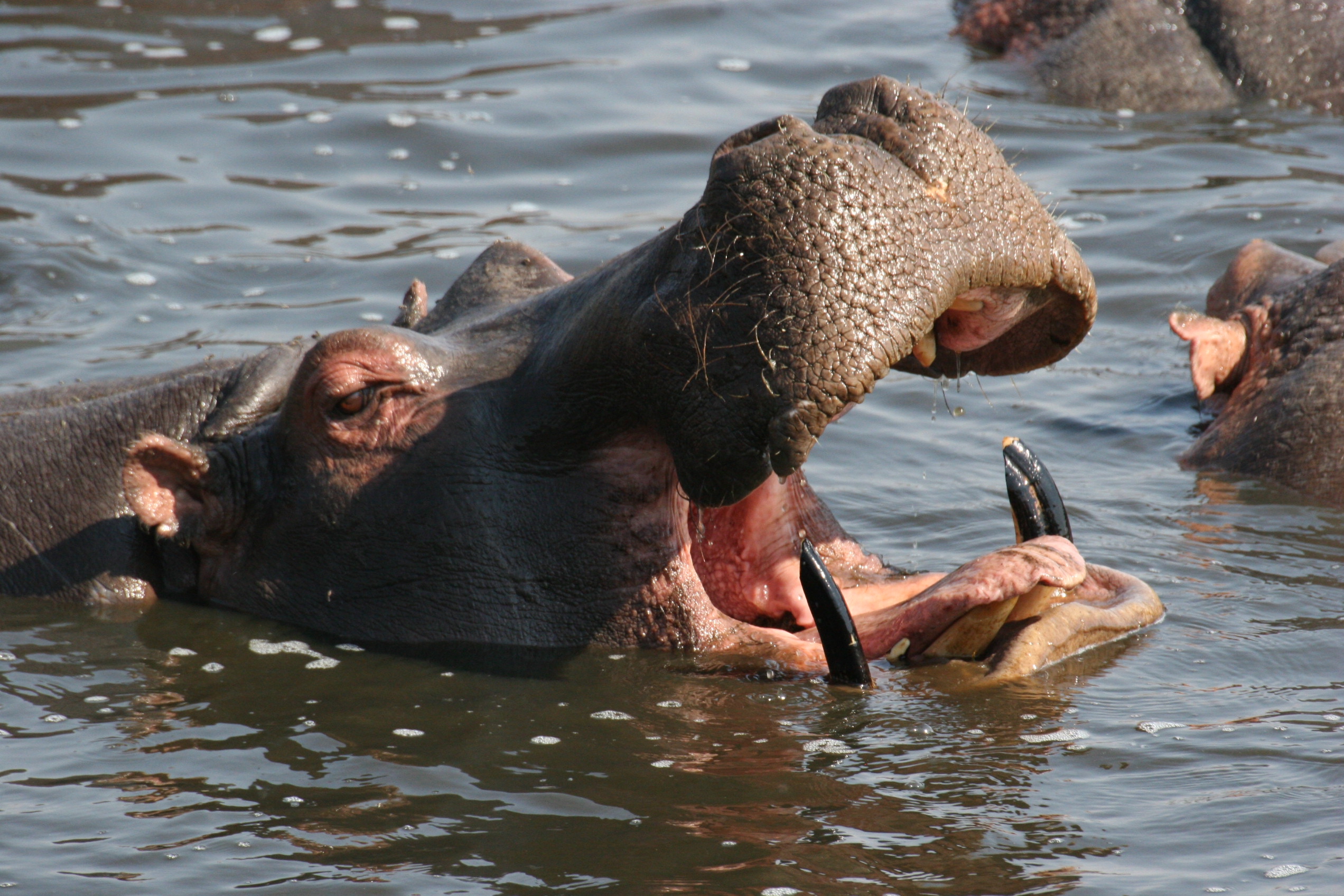 Hippopotamus Hd Background