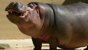 Hippopotamus Hd Wallpaper