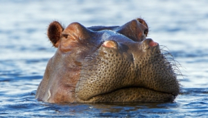 Hippopotamus Photos