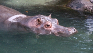 Hippopotamus Widescreen