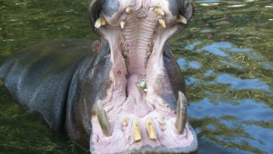 Hippopotamus For Desktop Background