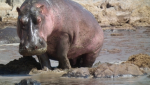 Hippopotamus Full Hd