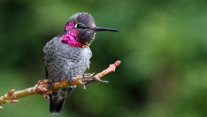 Hummingbird Desktop Images