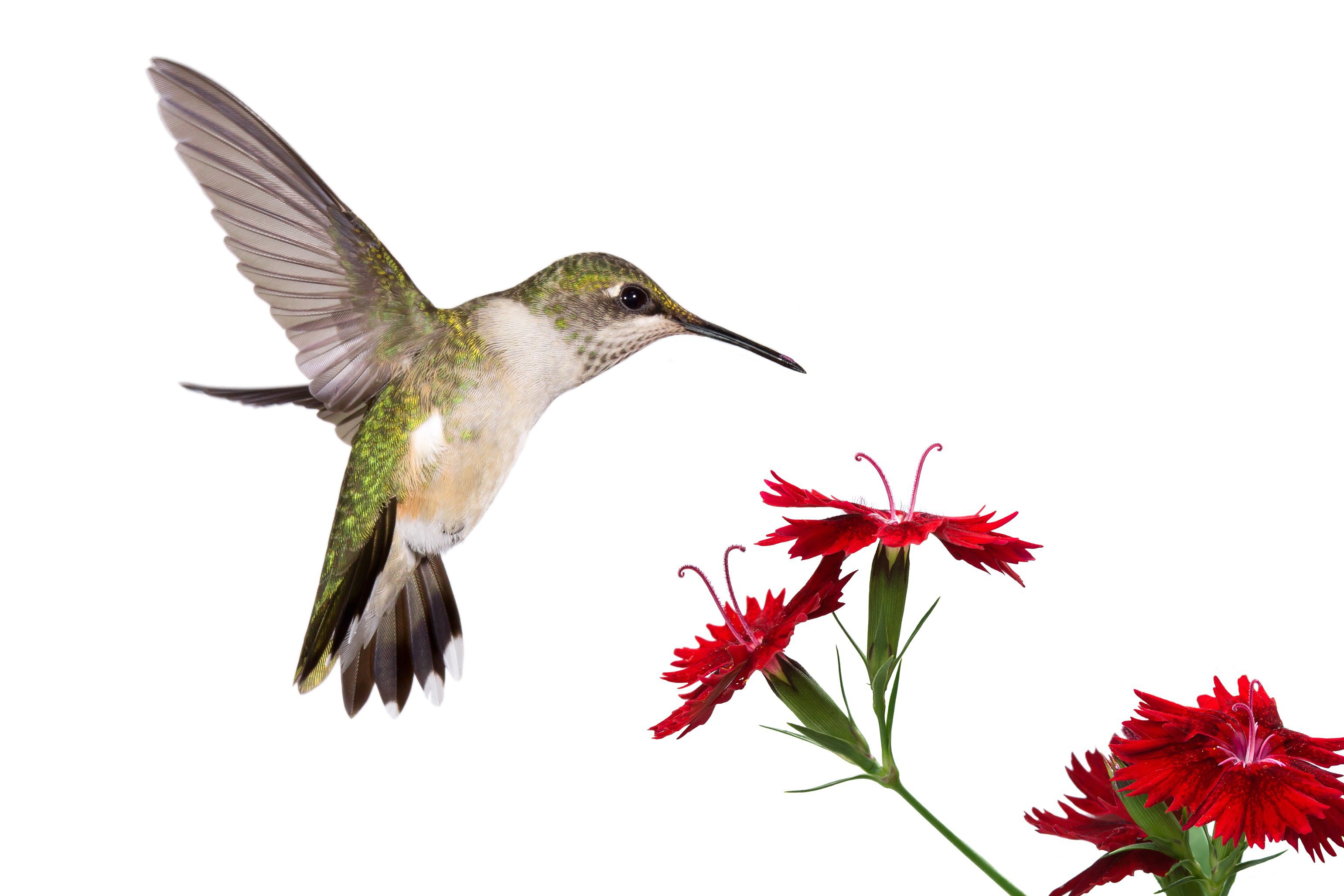 Hummingbird Desktop
