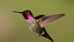 Hummingbird Photos