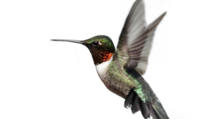 Hummingbird Full Hd