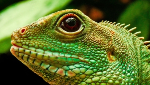 Iguana Photos