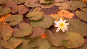 Images Of Water Lily