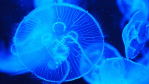 Jellyfish Computer Wallpaper