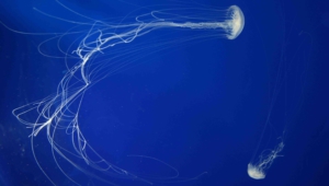 Jellyfish Desktop Images