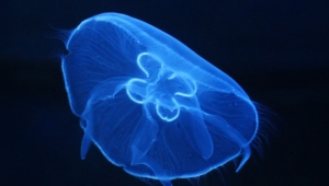 Jellyfish Desktop Wallpaper
