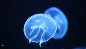 Jellyfish Hd Desktop
