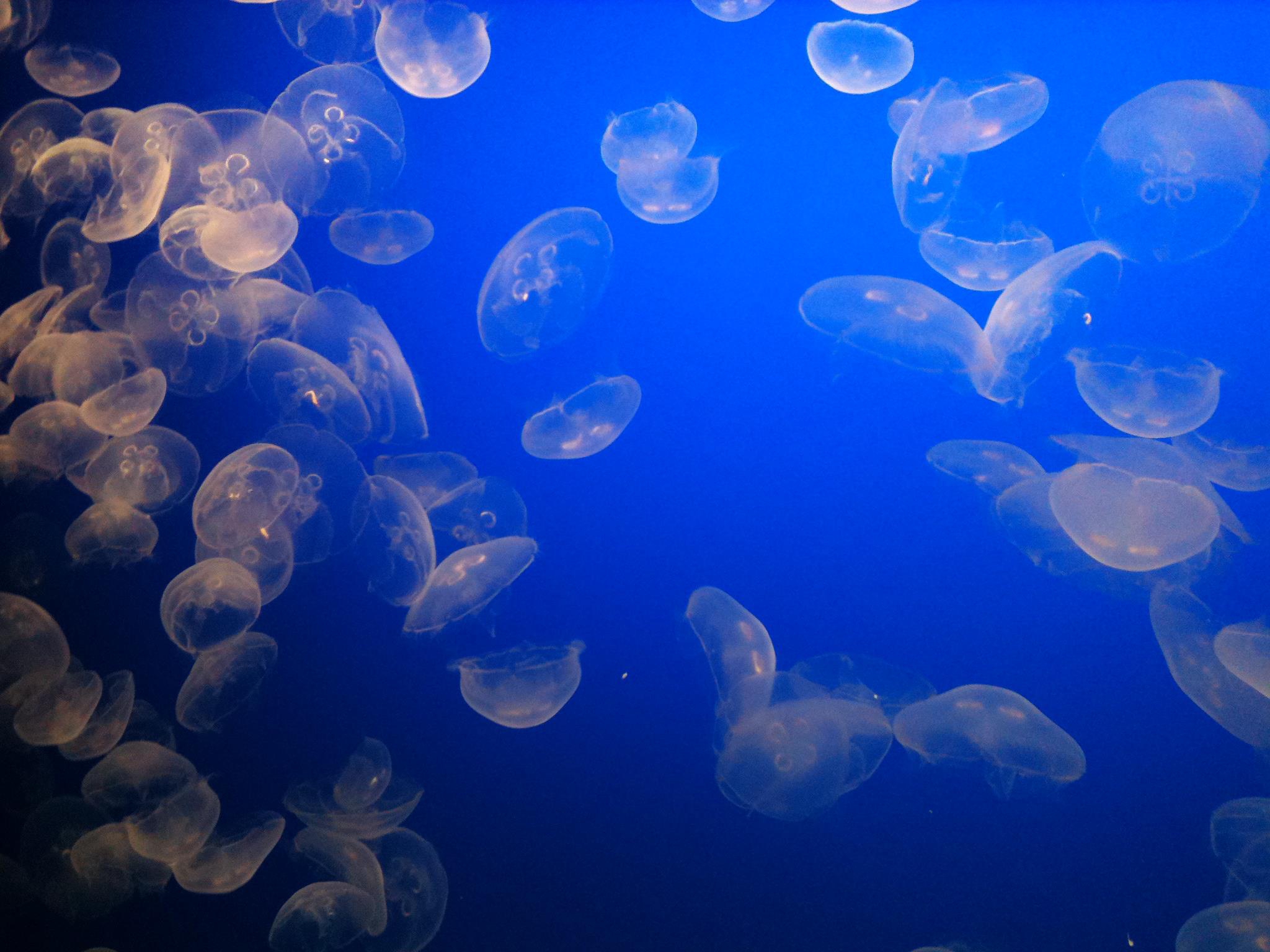 Jellyfish Hd Wallpaper