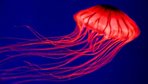 Jellyfish High Definition Wallpapers