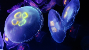 Jellyfish Images