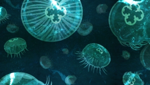 Jellyfish Wallpapers Hq