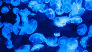 Jellyfish Widescreen