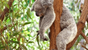 Koala Desktop
