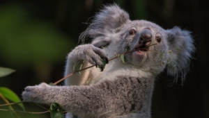 Koala Desktop Wallpaper