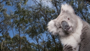 Koala Download Free Backgrounds Hd