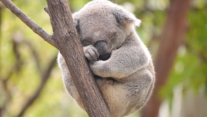 Koala Hd Pics