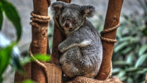 Koala High Definition Wallpapers