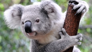 Koala Images