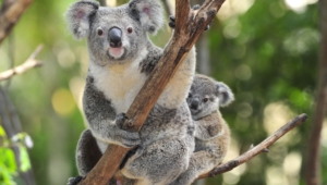 Koala Photos