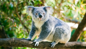 Koala Pics