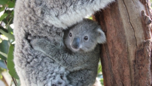 Koala Widescreen