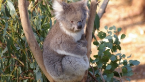 Koala For Desktop Background