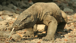 Komodo Dragon High Quality Wallpapers