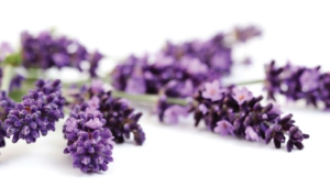 Lavender High Definition Wallpapers
