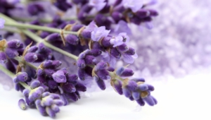 Lavender High Quality Wallpapers