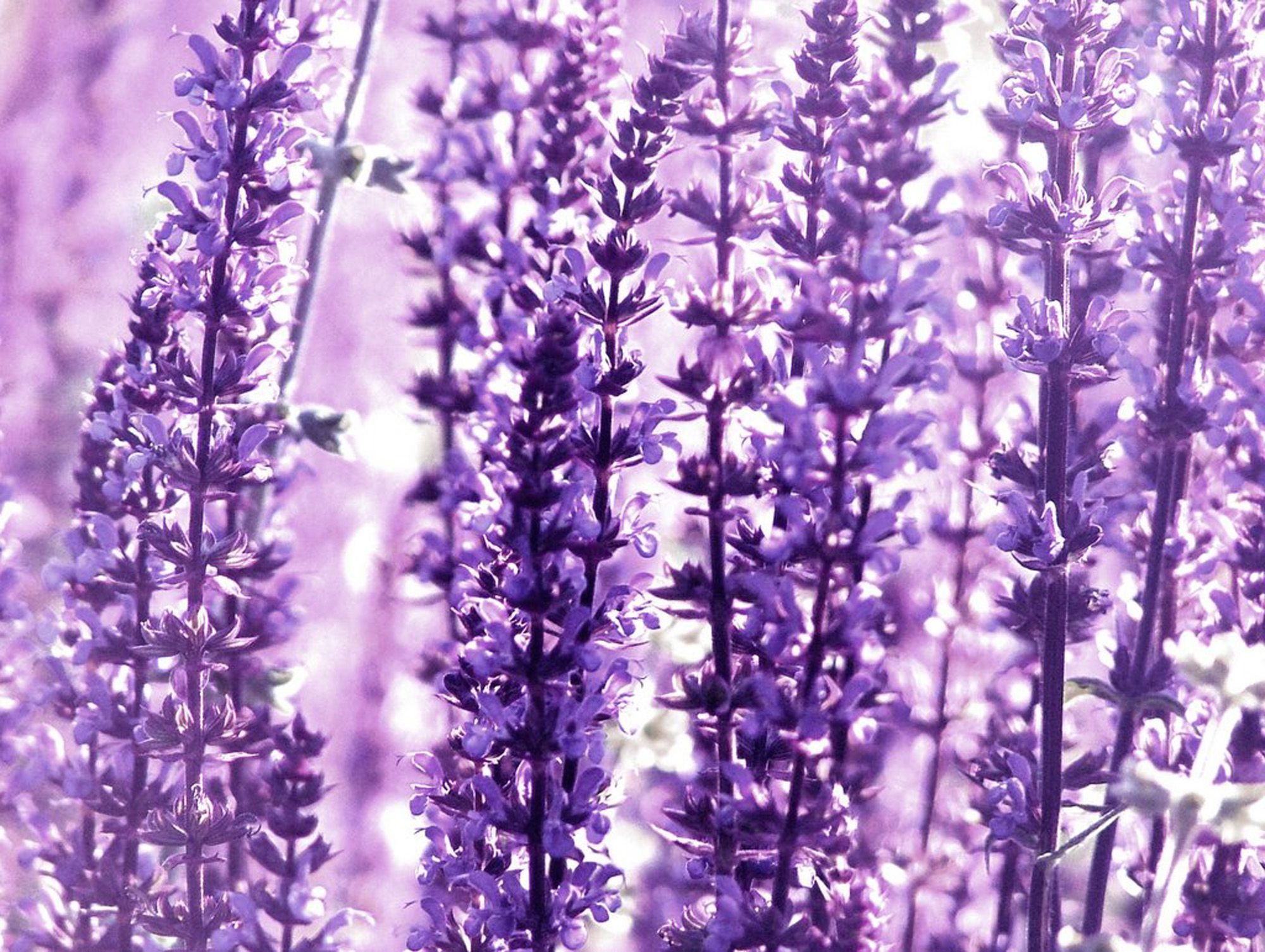 Snowe lavender overview for