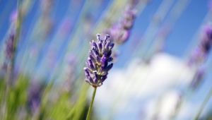 Lavender Wallpapers Hd