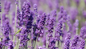 Lavender Wallpapers And Backgrounds