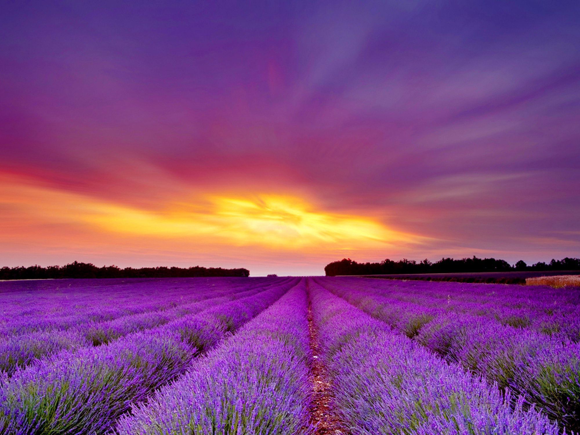 lavender-wallpapers